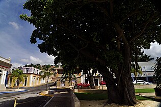 Tree in barrio-pueblo