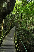 Suspended trail into the woods