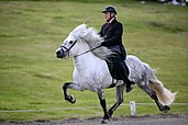 Icelandic horse performing the tölt