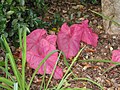 Caladium Fannie Munson