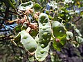 Seed pods