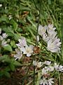 Allium roseum inflorescence