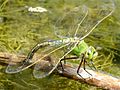 Emperor Dragonfly, female laying eggs (Anax imperator)