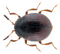 Beetle Aspidiphorus orbiculatus