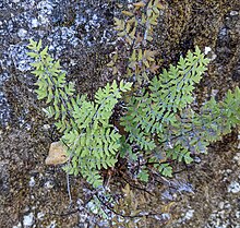 Yellowish-green fern fronds dusted with white powder growing from a rock crevice