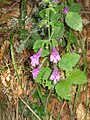 Calamintha grandiflora