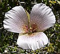 Calochortus striatus