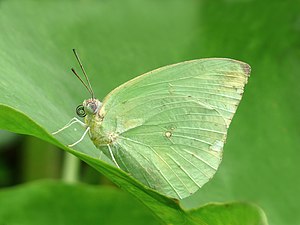 Ventral view