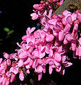 Flowering branch of a Judas tree