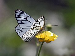 中亚绢粉蝶 Aporia leucodice