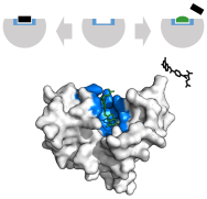 Enzyme inhibitor