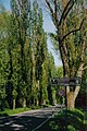 Aspen-lined Avenue to Reichenau Island