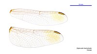 Photo of female wings