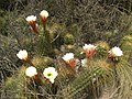 Plants growing in habitat in Mendoza, Argentina