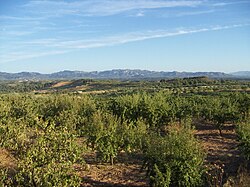 Cultivated fields near El Molar
