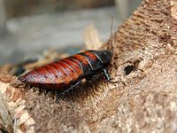 Madagascar hissing cockroach (Gromphadorhina portentosa)