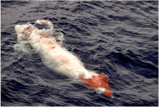 #554 (30/5/2013) Dead specimen seen from an operating seismic vessel off Brazil