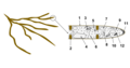 Fungal Hyphae Cells 1- Hyphal wall 2- Septum 3- Mitochondrion 4- Vacuoles 5- Crystal 6- Ribosomes 7- Nucleus 8- Endoplasmic Reticulum 9- Lipid Body 10- Plasma Membrane 11- Vesicles 12- Golgi Apparatus