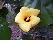 黄槿 Hibiscus tiliaceus