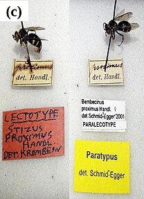 Arnob Chakrovorty Banani Bhattacharjee Bembecinus type specimens