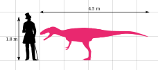 Lourinhanosaurus size chart (Skull unknown)