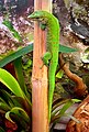 马达加斯加残趾虎 Phelsuma madagascariensis