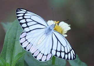 Dorsal view (male)