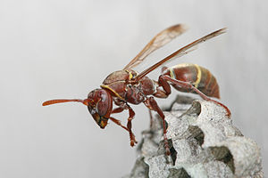 Polistes sp wasp with its nest
