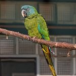 Blue-headed macaw