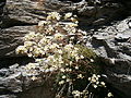 Saxifraga paniculata