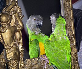 塞内加尔鹦鹉
