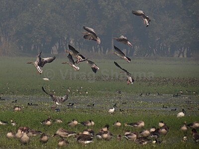 Graylag goose