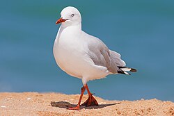 Silver Gull