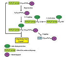 Scheme of solid-phase peptides synthesis (SPPS).