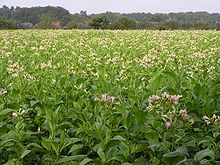 Nicotine is derived from the leaves of Nicotiana tabacum. The image is displaying a field of Nicotiana tabacum plants.