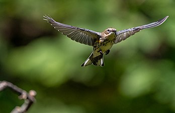 Yellow-rumped warbler in Prospect Park. By Hugh Sansom.