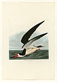 323. Black Skimmer or Shearwater