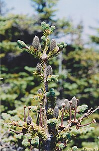 Abies balsamea - Balsam fir (French: sapin baumier).