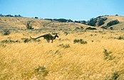 Grassland near Burra