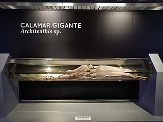 #447 (25/6/2001) Giant squid preserved at the Museo Nacional de Ciencias Naturales in Madrid
