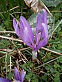 Colchicum bulbocodium close-up