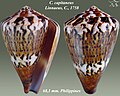 Conus capitaneus Linnaeus, C., 1758