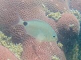 The Silver porgy, Diplodus argenteus, photographed off the coast of Cabo Frio, Brazil