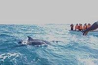Tourists in boat are chasing dolphins in the India Ocean near Zanzibar