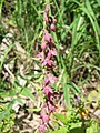 Epipactis atrorubens