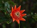 Pomegranate sepals and drying stamens after fertilization and petal fall