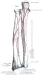 Posterior aspect of bones of left forearm