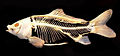The skeleton of a common carp, a ray-finned fish