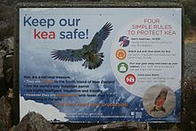 "Keep our kea safe" information board mounted on a concrete block.