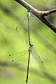 Dorsal view in tandem